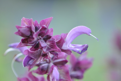 Gartenbau
ZimmermannFlaach