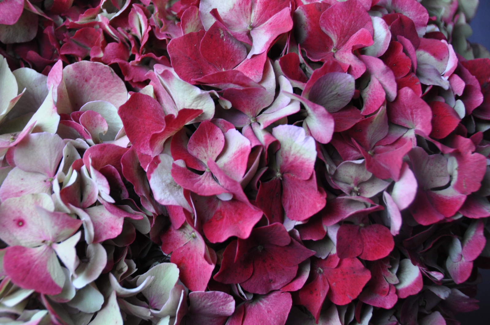 Herbstzauber ZimmermannFlaach