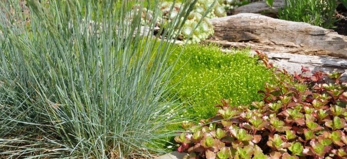 002Bepflanzungen_Gartenbau_Poolbau_Schwimmbad_Blumenladen_ZimmermannFlaach_Flaach