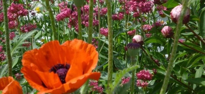 003Bepflanzungen_Gartenbau_Poolbau_Schwimmbad_Blumenladen_ZimmermannFlaach_Flaach