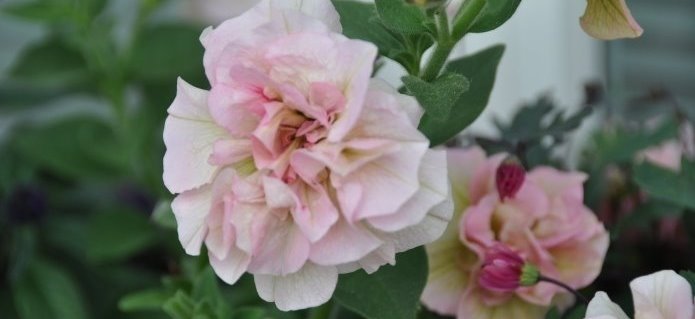 001Gärtnerei_Geranien_Sommerflor_Blumenladen_Gartenbau_ZimmermannFlaach_Flaach