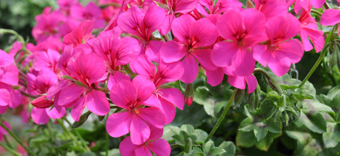 002Gärtnerei_Geranien_Sommerflor-Blumenladen_ZimmermannFlaach_Flaach