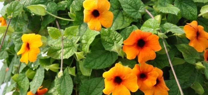 003Gärtnerei_Pflanzen_Blumenladen_Dekorationen_Gartenbau_Poolbau_Schwimmbad_ZimmermannFlaach_Flaach