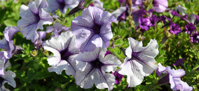 004Gärtnerei_Geranien_Sommerflor_Blumenladen_ZimmeramnnFlaach_Flaach