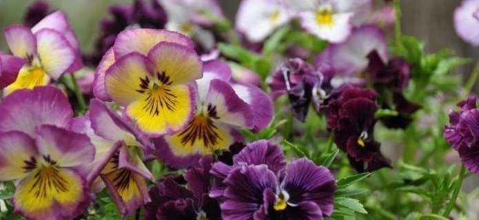 005Gärtnerei_Viola_Blumenladen_Gärtnerei_Gartenbau_Poolbau_ZimmermannFlaach_Flaach