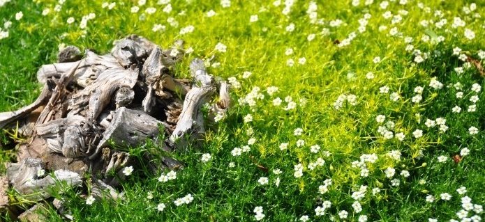 002Grabpflege_Bepflanzungen_Gärtnerei_Blumenladen_Gartenbau_ZimmermannFlaach_Flaach