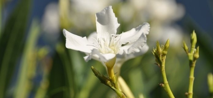 001Blumengutschein_BlumenstraussBlumenladen_Gartenbau_Gärtnerei_ZimmermannFlaach_Flaach