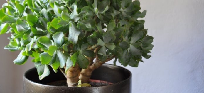 002Hydroservice_Dekorationen_Pflanzen_Blumenladen_Gartenbau_Poolbau_Schwimmbad_ZimmermannFlaach_Flaach