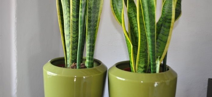 003Hydroservice_Pflanzen_Dekorationen_Blumenladen_Gartenbau_Poolbau_Schwimmbad_Gärtnerei_ZimmermannFlaach_Flaach