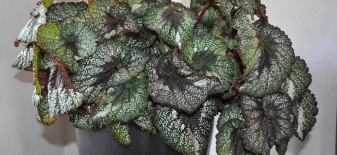 004Hydroservice_Pflanzen_Dekorationen_Blumenladen_Gärtnerei_Gartenbau_Poolbau_Schwimmbad_ZimmermannFlaach_Flaach