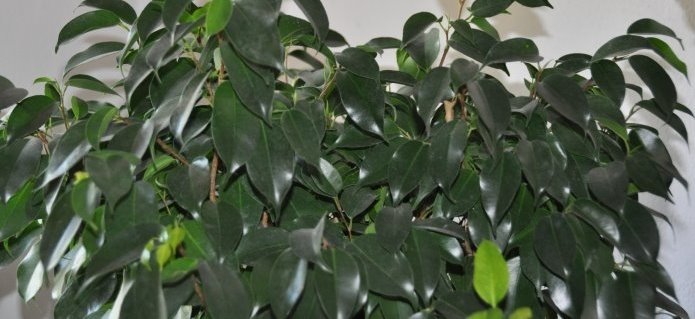 005Hydroservice_Pflanzen_Dekorationen_Blumenladen_Gärtnerei_Gartenbau_Poolbau_Schwimmbad_ZimmermannFlaach_Flaach